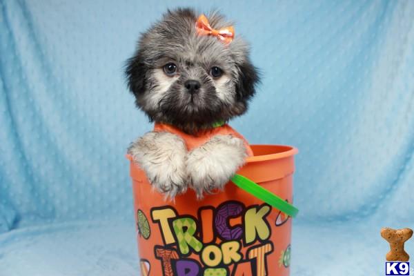 lvpuppyheaven Picture 2